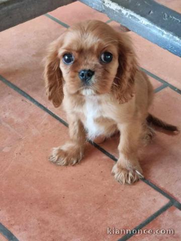 chiot cavalier king charle femelle 