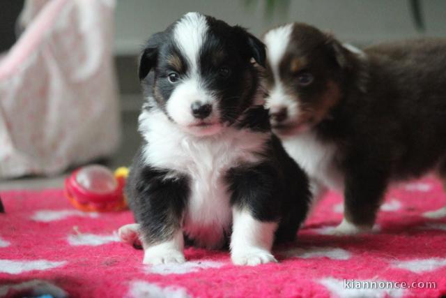 chiot berger australien lof a donner 