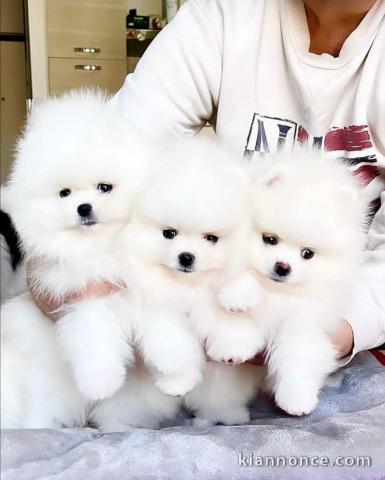 Chiot spitz allemand race pure adorable 