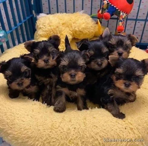 Adoption chiot York toy 