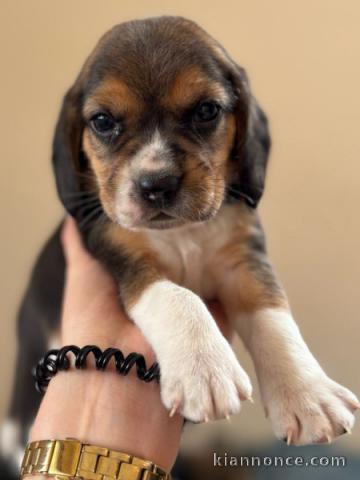 Je donne chiot beagle disponible 