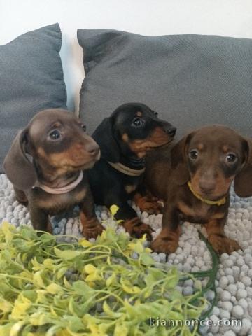 chiot Teckel à poil ras à adopter 