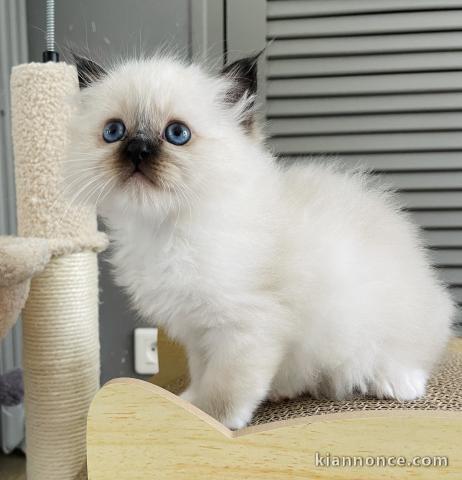 bébé chaton sacré brimanie a donner mâle 