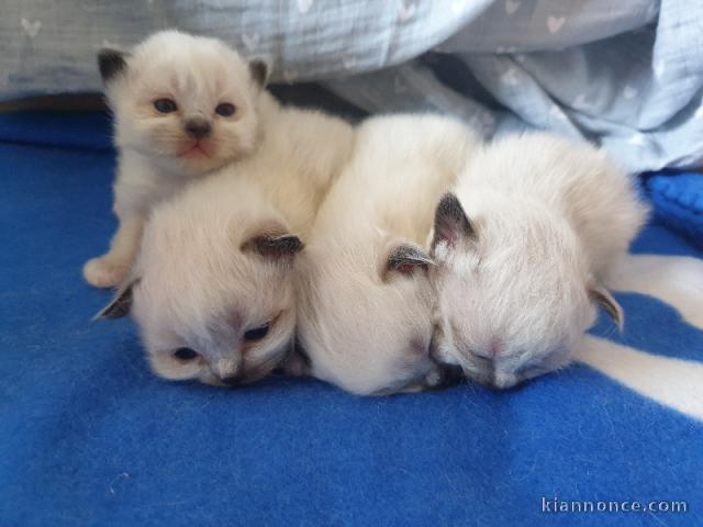chaton sacré brimanie a adopter 