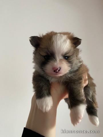 adoption chiot spitz allemand 