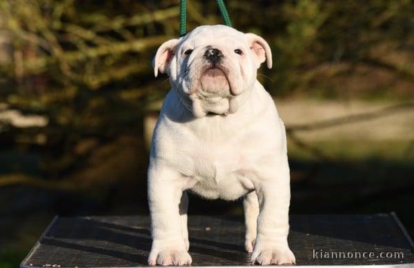 chiot bulldog anglais a donner 