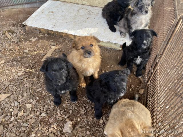 chiots berger des pyrénées a donner 