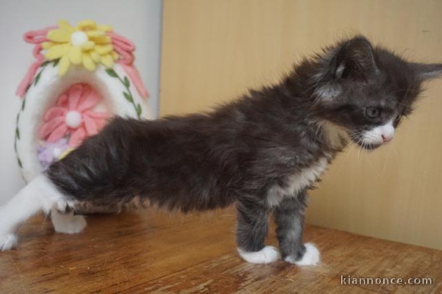 Chatons Maine coons - label or france - LOOF