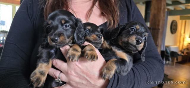 Je donne chiot teckel disponible 