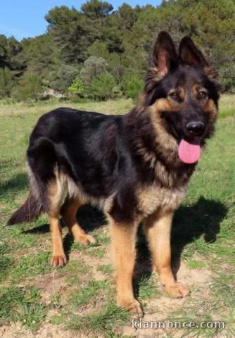 Chiot berger australien disponible pour adoption 