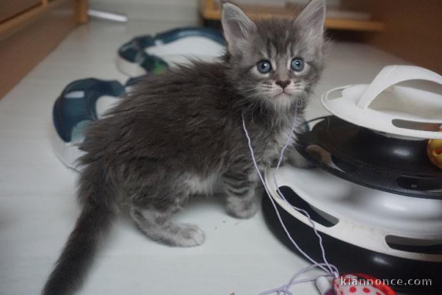 chaton Maine coon mâle a donner 