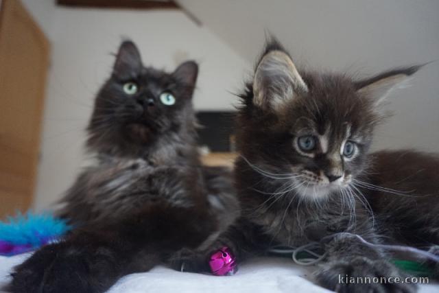 Adoption chatons maine coon disponible 