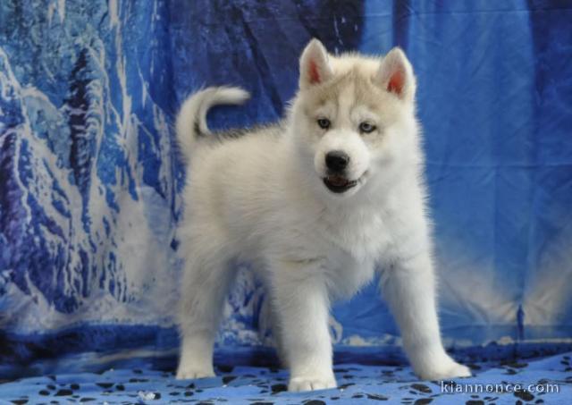 Chiot husky sibérien à donner 