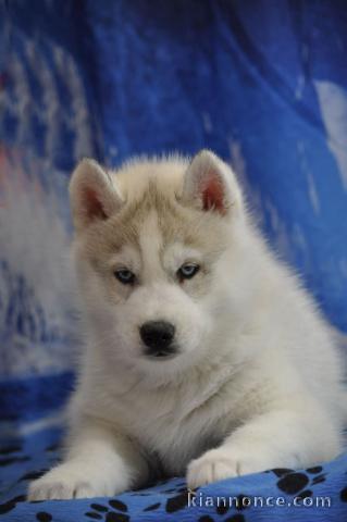 Je donne chiot sibérien husky femelle 