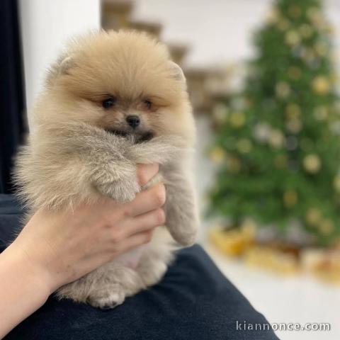 Chiot spitz nain à adopter 