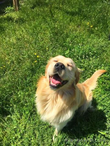 Chiots golden retriever mâle a donner 