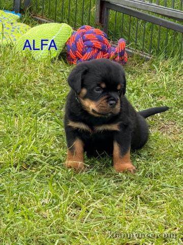 Je donne chiot rottweiler 