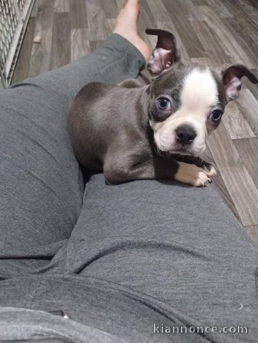 Chiots boston terrier mâle a donner 