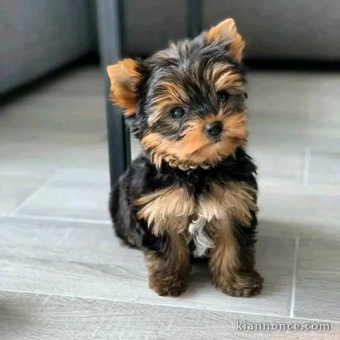 chiots Yorkshire terrier disponible 