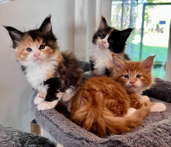 Bébé chaton Maine coon adorable 