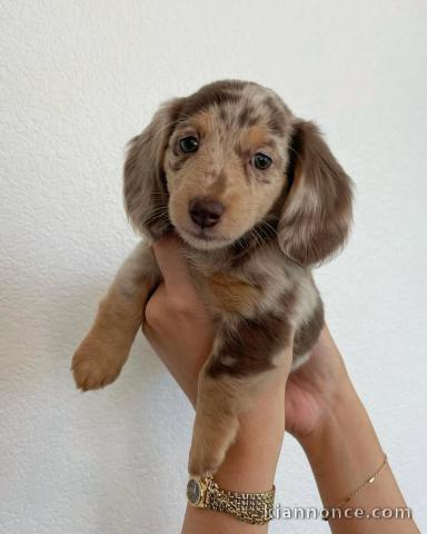chiots teckel nain contre bon soin 