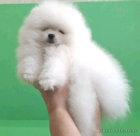 chiots spitz nain à adopter 