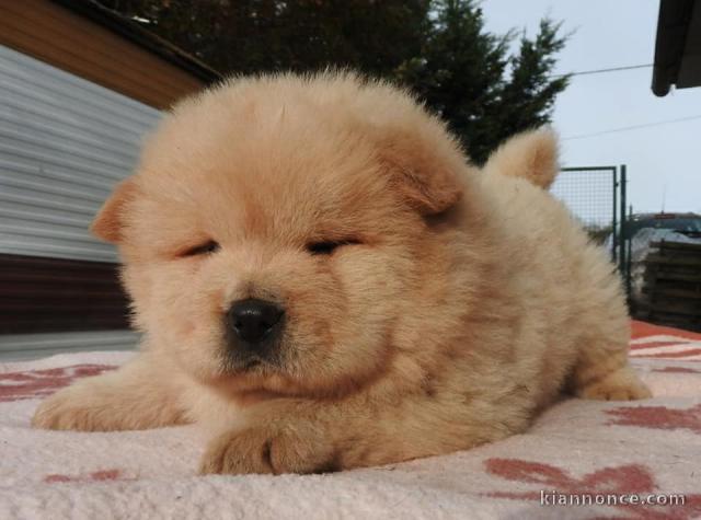 chiots chow-chow à adopter 