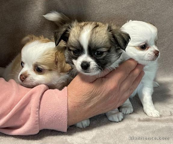 chiots chihuahua à adopter 