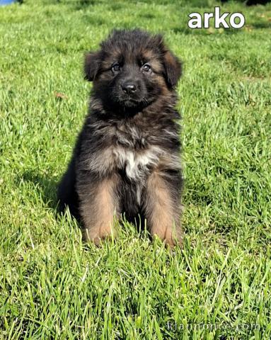 Berger Allemand mâle à adopter 