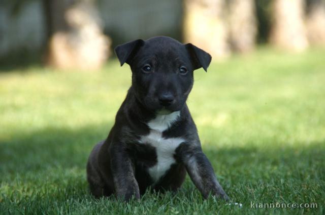 Chiots Bull Terrier Miniature à adopter 