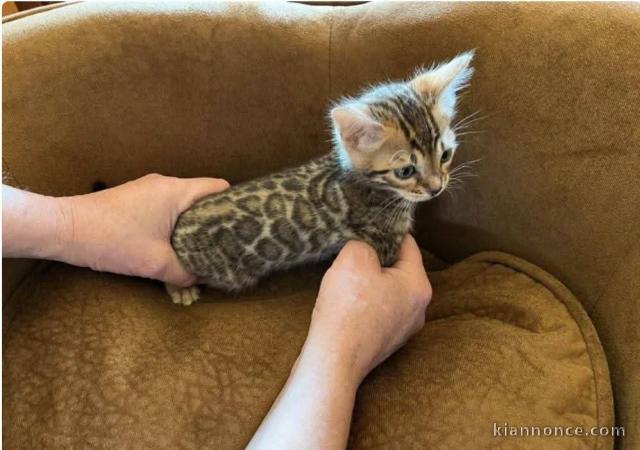 Bébé chaton Bengal à adopter 