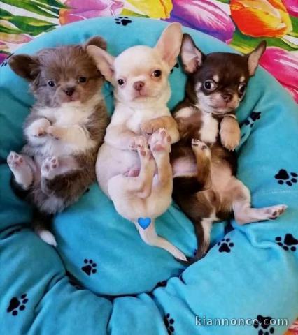 Adoption chiot chihuahua disponible 