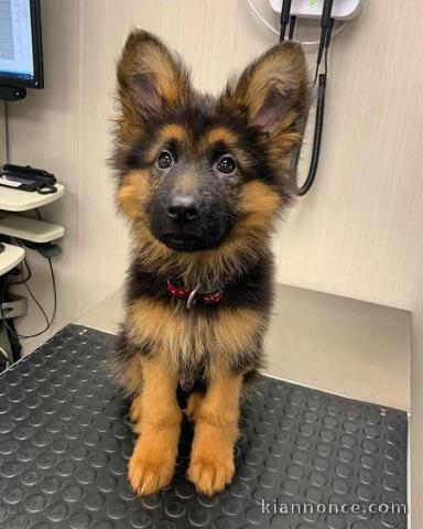 Bébé chiot berger allemand à adopter 