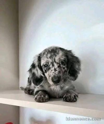 chiots teckel nain contre bon soin 