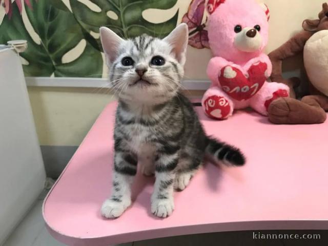 chaton Bengal pour adoption 