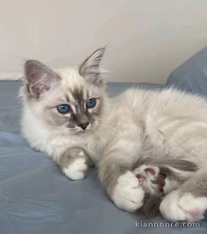 Bébé chaton sacré brimanie a donner 