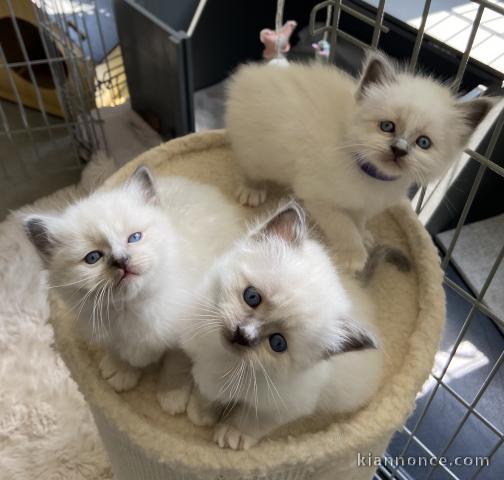 Dons chatons sacré cœur brimanie a donner 