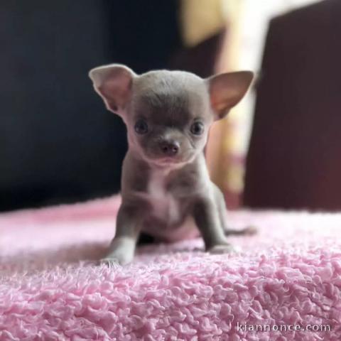 Chiots chihuahua à adopter 