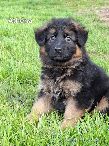 chiots berger allemand disponible 