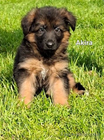 Je donne chiot berger allemand 