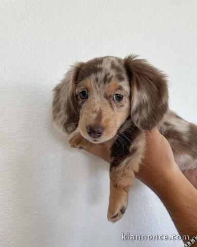 Chiots teckel nain contre bon soin 