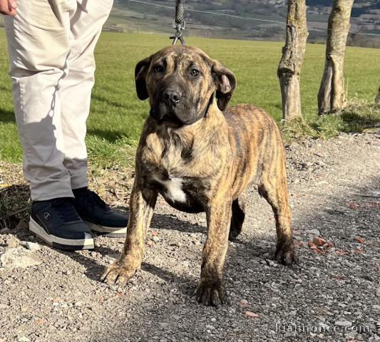  À adopter Chiot Dogo Canario