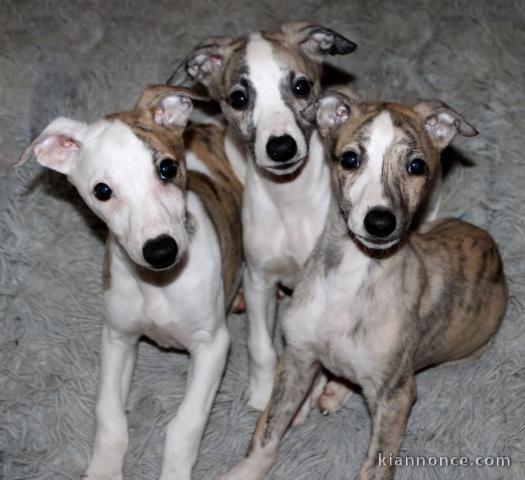 Je donne Chiots Whippet