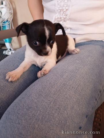 chiots chihuahua femelle a donner 