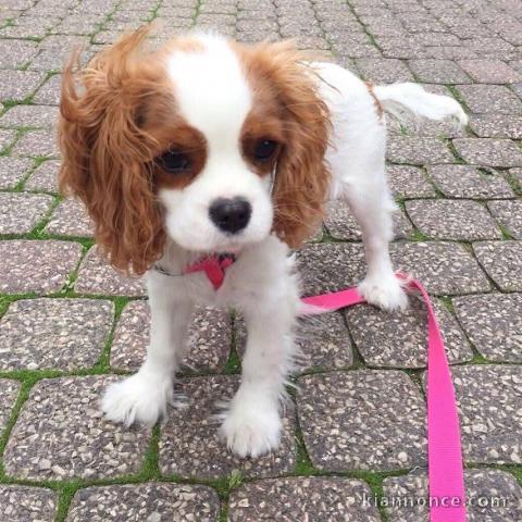 chiots cavalier king charle femelle a donner 