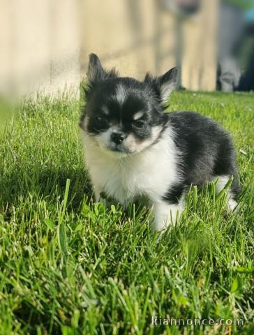 Chiots chihuahua mâle a donner 