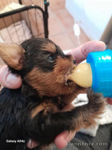 Bébé chiot Yorkshire femelle a donner 