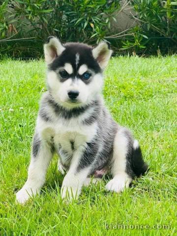 chien sibérien husky a donner femelle 
