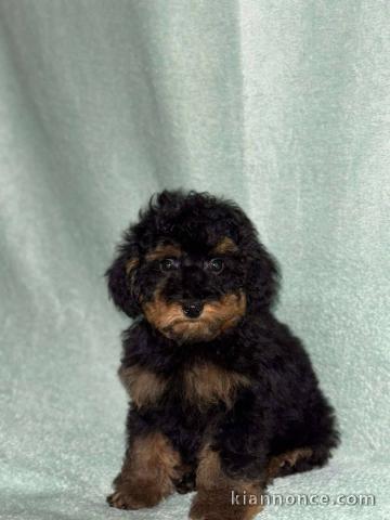 Black & tan Caniches Toy 