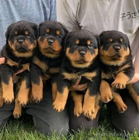 Je donne chiot rottweiler disponible 